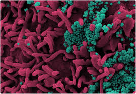 Showing 6 results related to curevac. Enhanced Version Of Curevac S Covid 19 Vaccine Could Help Address Supply Shortages