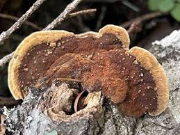 Image result for Phellinus gilvus