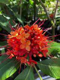 Image result for Saraca