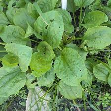 Image result for Plantago palmata