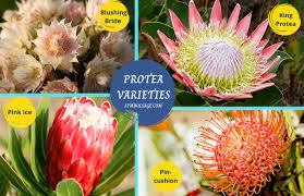 Proteas are native to southern africa and belong to the same family of plants (the proteaceae) as the australian banksias, grevilleas and teleopa. Protea Flower Meaning And Symbolism Symbol Sage