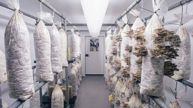 Professional indoor mushroom grow room setup, AI generated