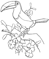 The best free toucan drawing images download from 245 free. Toucan Coloring Pages Best Coloring Pages For Kids