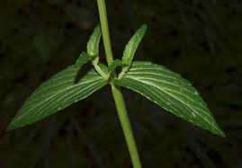 Image result for Platostoma sp. no. 2