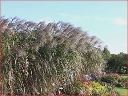 Garten Planen 28 Das Beste Von Winterharte Graser Als Sichtschutz O66p Sichtschutzterasse Plants Garden