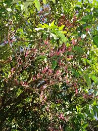 Image result for Loranthaceae