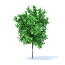 Orange Tree 3d Model 1 6m Orange Tree Tree 3d Model