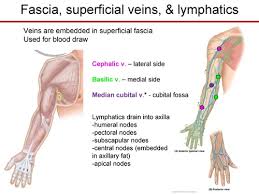 Learn about median cubital vein with free interactive flashcards. Veins Of Upper Limb Flashcards Quizlet