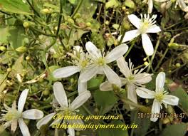 Image result for Grangea anthemoides