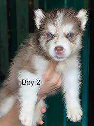 male and fem shih pups