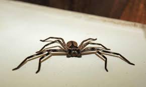 The signs are often, if not severe, very similar to those of other insect bites or skin irritations. Australian Man Screaming At Spider Why Don T You Die Triggers Full Police Response Spiders The Guardian