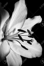 Browse 13,521 white lily flower stock photos and images available, or search for rose or roses to find more great stock photos and pictures. Black White Lily Flower Stock Photo Picture And Royalty Free Image Image 59838218