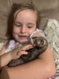 Found a turtle this morning not so sure he is a good herding candidate. I  believe I'm gonna have to hide the little feller and relocate him 🤣 Odie  doesn't believe he