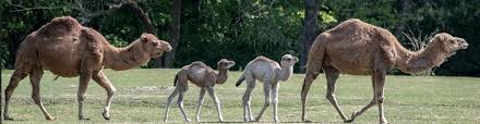 Ebay kamel dromedar stute hengst. Dromedar Tierpark Berlin