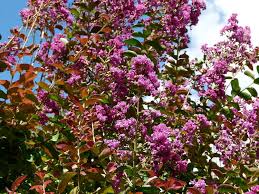 Check spelling or type a new query. It S Not Too Late To Prune Crape Myrtles