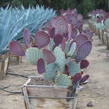 Cactus sẹẹds for plạnting 30 sẹẹds opuntia chlorotica santa rita purple pink cactus prickly pear nopal portion of this cactus arrived in good condition. Tubac Prickly Pear