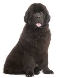Only guaranteed quality, healthy puppies. Newfoundland Puppies Breed Information Puppies For Sale