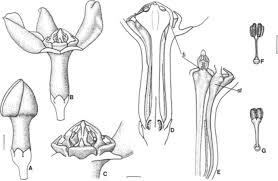 Image result for Raphionacme monteiroae