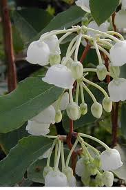 Image result for Agelanthus patelii