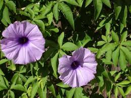 Image result for Ipomoea venosa