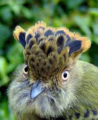 Bird With Feathers On Top Of Head Lophotriccus Pileatus Beautiful Birds Birds Wild Birds