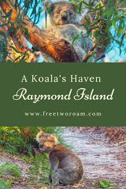 Raymond Island Victoria S Koala Haven Free Two Roam Oceania Travel Australia Travel New Zealand Travel
