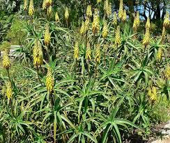 Department of agriculture plant hardiness zones 10 through 12 and doesn't tolerate cold temperatures below 40 degrees fahrenheit. Aloe Striatula Hardy Aloe Plant Lust