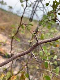 The american plum, also called wild plum, produces sweet flowers in spring. Crataegus Alabamensis Alabama Hawthorn Hawthorn Thornapple North Carolina Extension Gardener Plant Toolbox