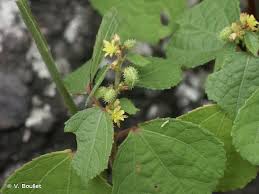 Image result for Triumfetta cordifolia