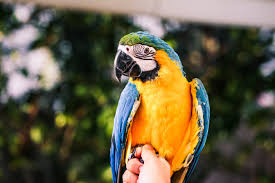 Image result for parrot