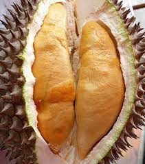 $15 red prawn durian vs $45 black thorn durian. Jual Bibit Durian Udang Merah Durian Anghe Termurah Kartani Co Id