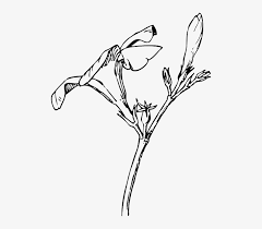 Some of the coloring page names are superhero coloring to and for, full coloring, superhero coloring pdf coloring home, super heros coloring momjunction, marvel super hero squad az coloring coloring home, marvel coloring best coloring for kids, superhero coloring to and for, superhero coloring 12 lrg 13 kb rating 110 full. Black Drawing Plants Tree Flower White Flowers Eros Matutinus Book Png Image Transparent Png Free Download On Seekpng