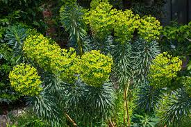Image result for Vangueria proschii