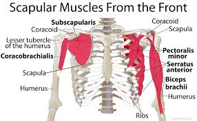 Shoulder Blade Scapular Muscles Origin Insertion Function Shoulder Blade Muscles Muscle Anatomy Pectoral Muscles