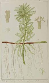 Image result for Laurembergia tetrandra