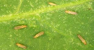 Image result for thrips damage on cucumber