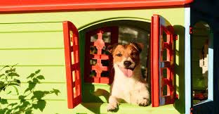How To Run A Kennel