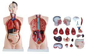 May 10, 2021 · urinary system anatomy kidneys. 85cm Male Anatomical Torso 19 Parts Model