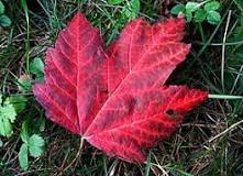 Image result for what major conflict changed the course of canada's history