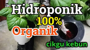Oleh karena itu, nutrisi tanaman merupakan unsur yang penting bagi tumbuhan dalam penanaman tumbuhan tanpa media tanah, atau disebut sebagai hidroponik ini. Hidroponik 100 Organik Di Malaysia Youtube