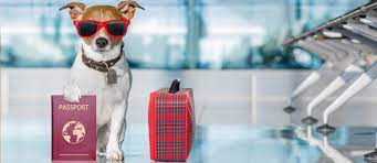 Professional pet transport & pet relocation by air. Pet Relocation To Dubai How To Bring Your Pet To Dubai Mybayut