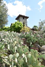 Peaches are a great source of vitamin a and fiber. Why Grow Cactus Plants In Oregon Because We Can Oregonlive Com