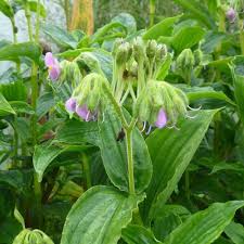 Image result for Jeffreya petitiana