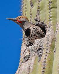 How often should cacti be watered? Pin On Nature Earth Environment