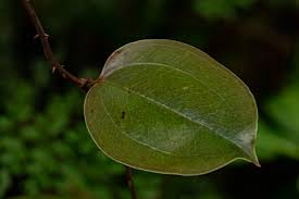 Image result for Smilax anceps