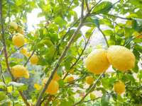 They are short bushy trees that produce small green lemons unless they get lots of sun, being very sour and thick skinned. When Does A Lemon Tree Bear Fruit 3 Things To Know Greenupside