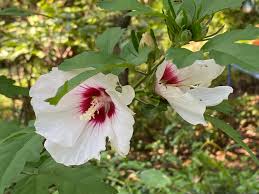 Maybe you would like to learn more about one of these? Bee Plants Home Sweet Bees