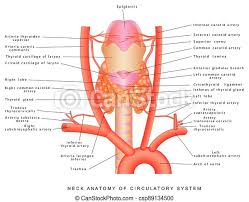 .neck and form part of the anatomy is essential for surgeons operating in this endocrine system. Arteries Of The Neck Neck Anatomy Of Circulatory System Anterior View Of The Neck Region Artery Blood Vessels Of The Neck Canstock