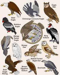 Heritage Craft Collection Birds Of Prey Heritage Crafts Animal Illustration