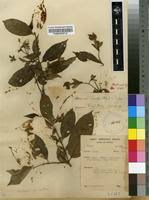 Image result for Heinsia